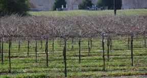 vineyards at Creek Side Winery