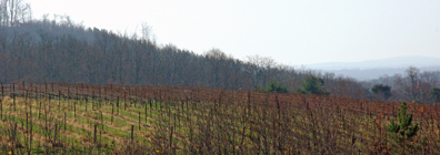 Dobbins Creek Vineyards