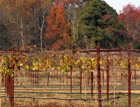 Hinnant Family Vineyard