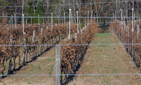 Iron Gate vineyard