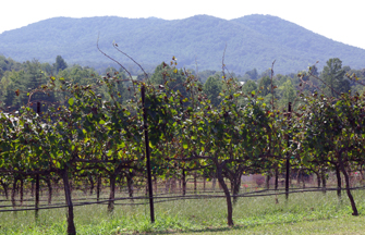 Round Peak Vineyards