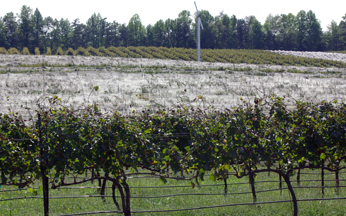 Round Peak Vineyards