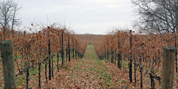 Sanders Ridge Vineyards and Winery