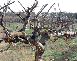 A Secret Garden Vineyard