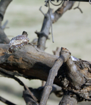 beneficial vineyard insect