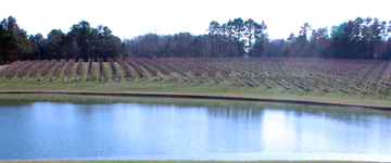 Shadow Springs Vineyard