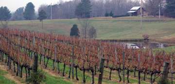 Stony Knoll Vineyards