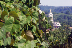 Georgetown Vineyards