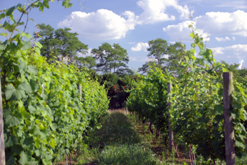 Kinkead Ridge Vineyards and Estate Winery