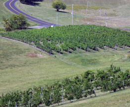 Terra Cotta Vineyards