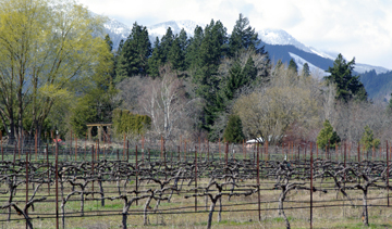 Cathedral Ridge Winery vineyard