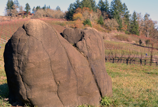 Coeur de Terre Vineyard