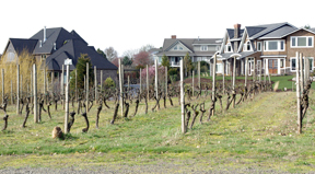 Cooper Mountain Vineyard