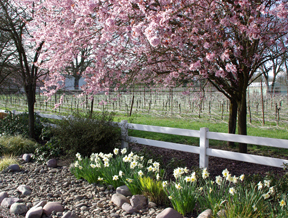 Duck Pond Cellars Winery