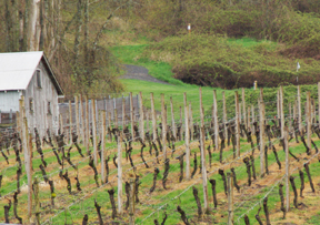 Edgefield Winery vineyard