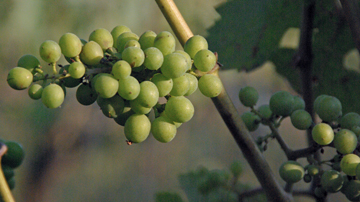 Garden Vineyards