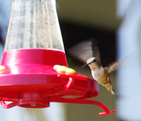 Redhawk Winery hummingbird