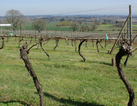 Redhawk Winery Vineyards