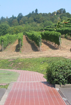 Rex Hill Vineyards