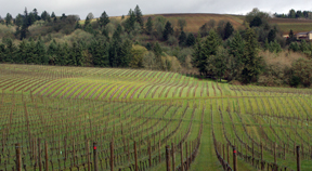 Sokol Blosser vineyard