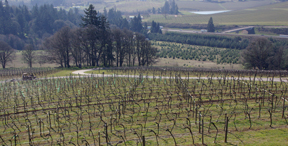 Willamette Valley Vineyards