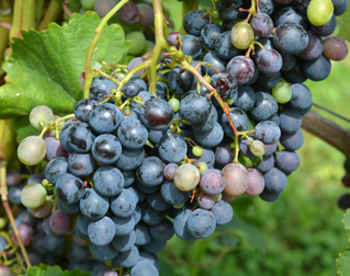 Fero Vineyards and Winery