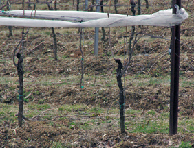 The Vineyard at Grandview