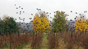 vineyards in fall