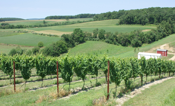 Pennsylvania vineyard