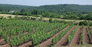 Sand Castle Winery