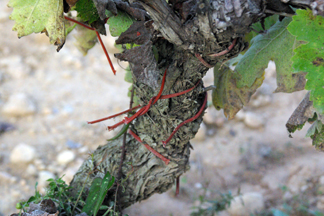 Adernats Vinicola de Nulles