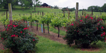 Arrington Vineyards