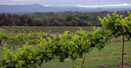 Tennessee vineyard