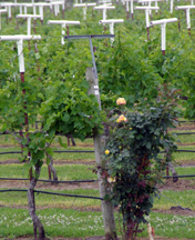 Haak Vineyards & Winery