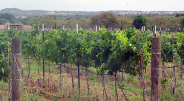 Hilmy Cellars