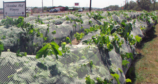 Messina Hof Fredericksburg