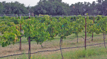 Solaro Estate Winery