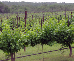 Texas Hills Vineyard