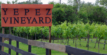 Yepez Vineyard