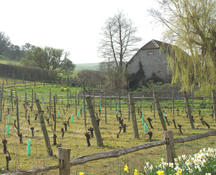 Breaky Bottom vineyards