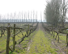 Carr taylor vineyards
