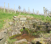 Parva Farm vineyard