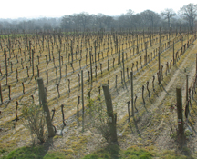 vineyard at Ridgeview Wine Estate