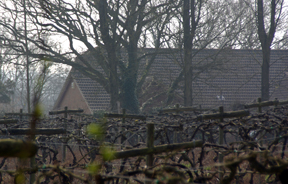 Carr Taylor vineyards