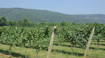 Afton Mountain Vineyards