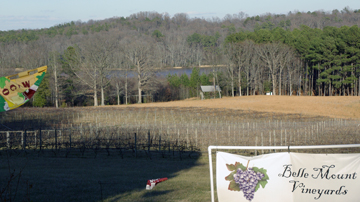 Belle Mount Vineyards