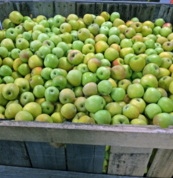 Blue Bee Cider