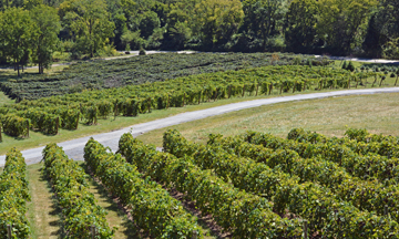 Bluemont Vineyard