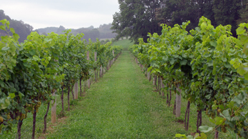 Blue Ridge Wine Region