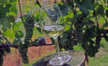 DuCard Vineyards